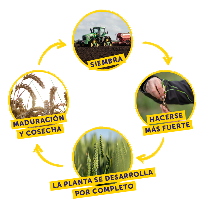 Weetabix Wheat Cycle Diagram